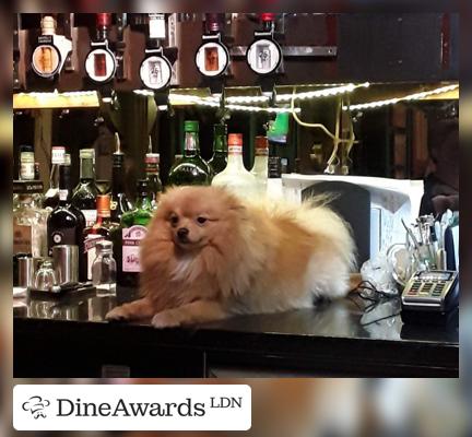 Bar counter - The Wickham Arms